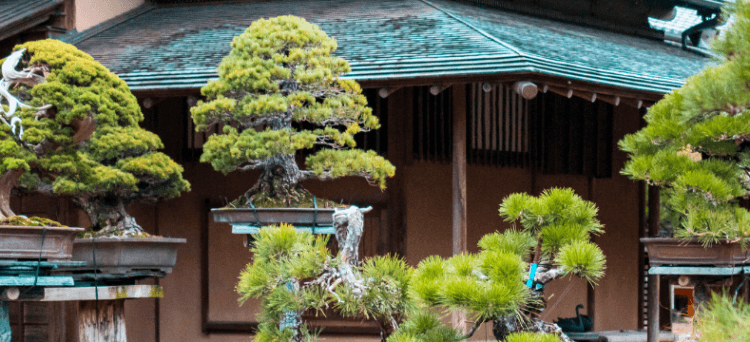 bonsai i Japan
