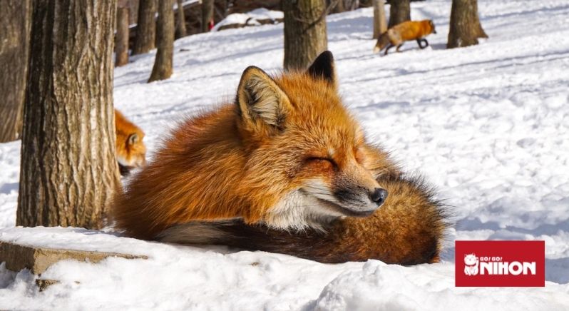 fox in snow