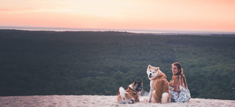 Akita Inu japanese dog sunset sand dune