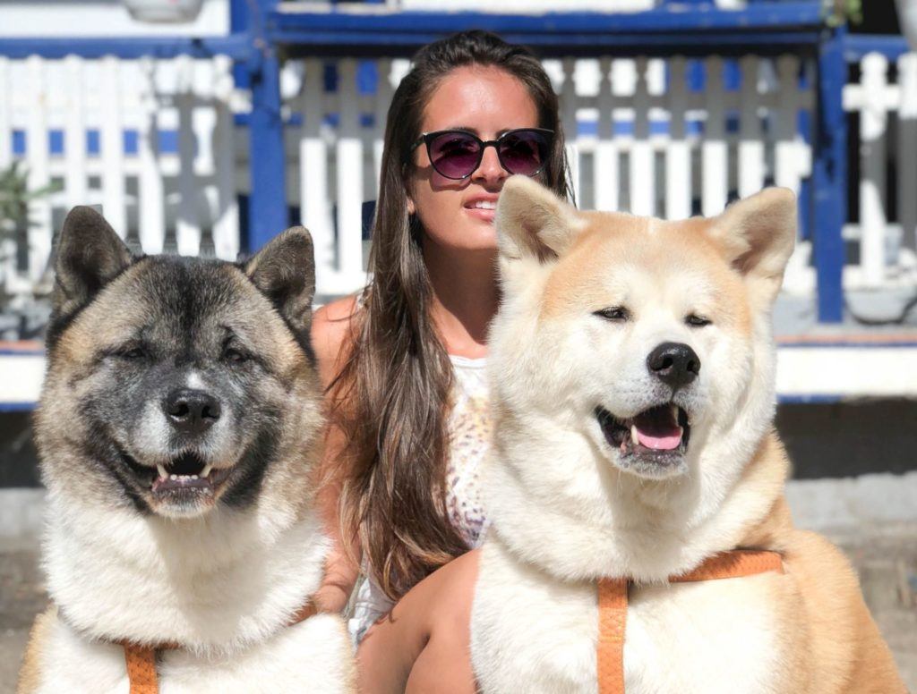 are akita dogs good for apartments