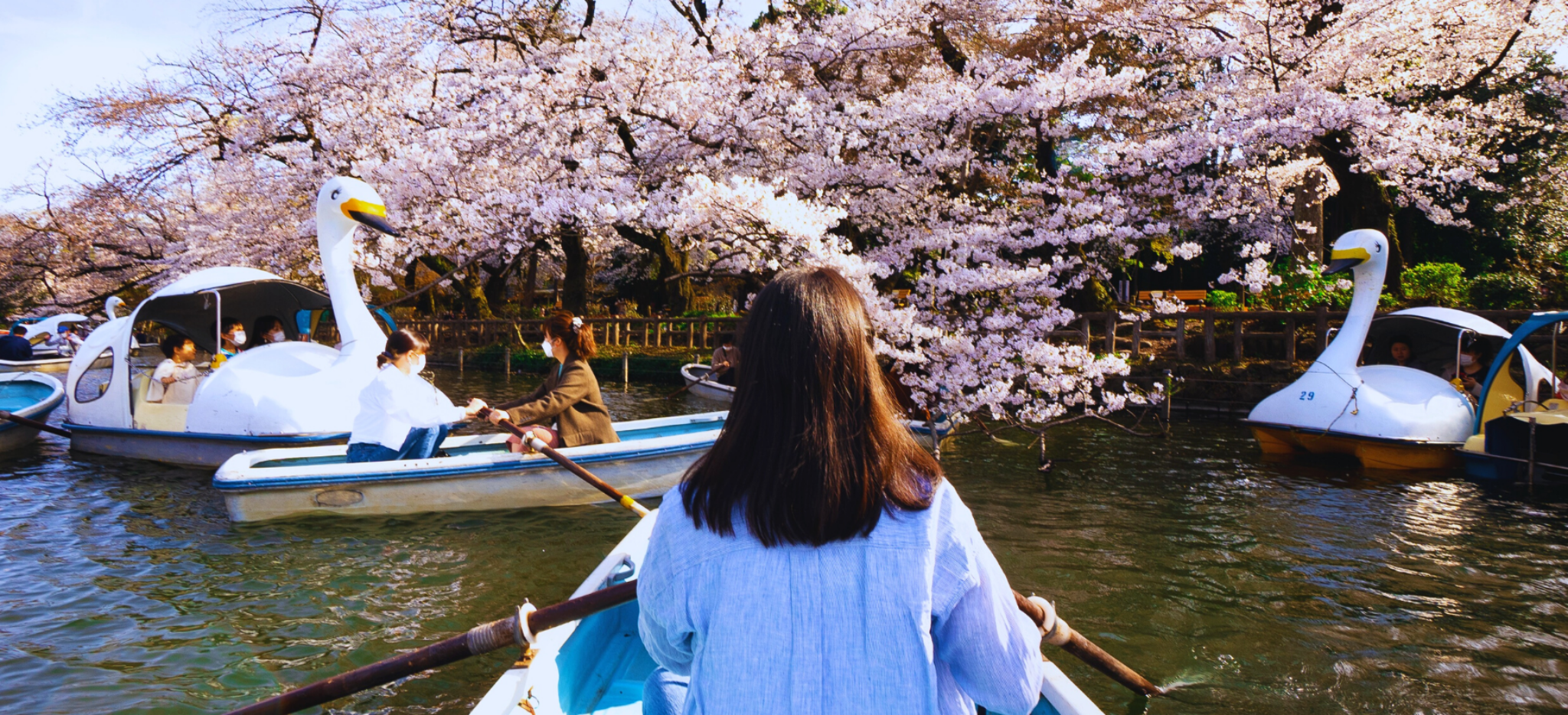 Sakura en Japón