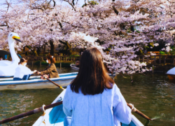 Sakura in Japan