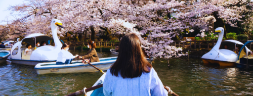 Sakura au Japon