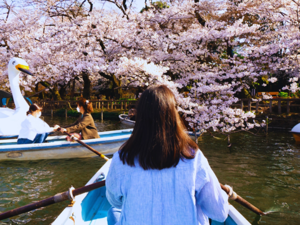 I posti più belli dove vedere i sakura in Giappone