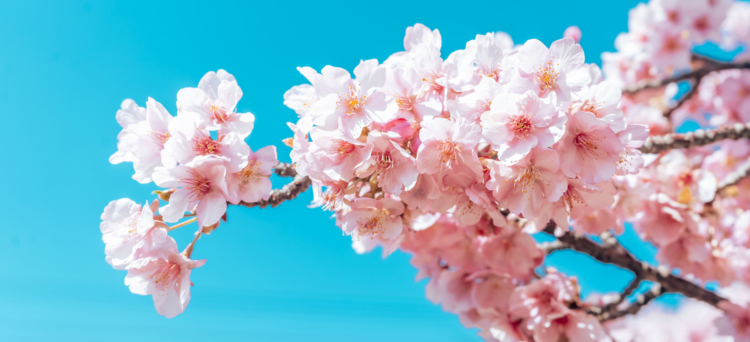 Bild på körsbärsblommor med en ljusblå himmel som bakgrund