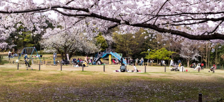 Bild på folk som firar hanami i en park i Japan
