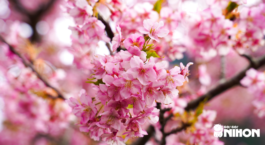 Image of bright pink cherry blossom flowers