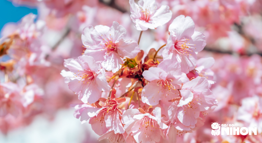 Image of pale pink cherry blossoms on a tree