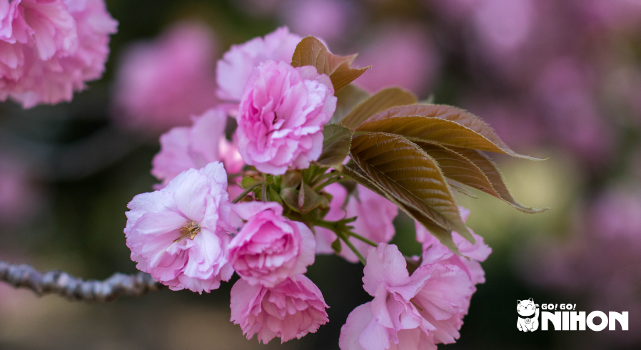 Image of deep pink cherry blossom flowers
