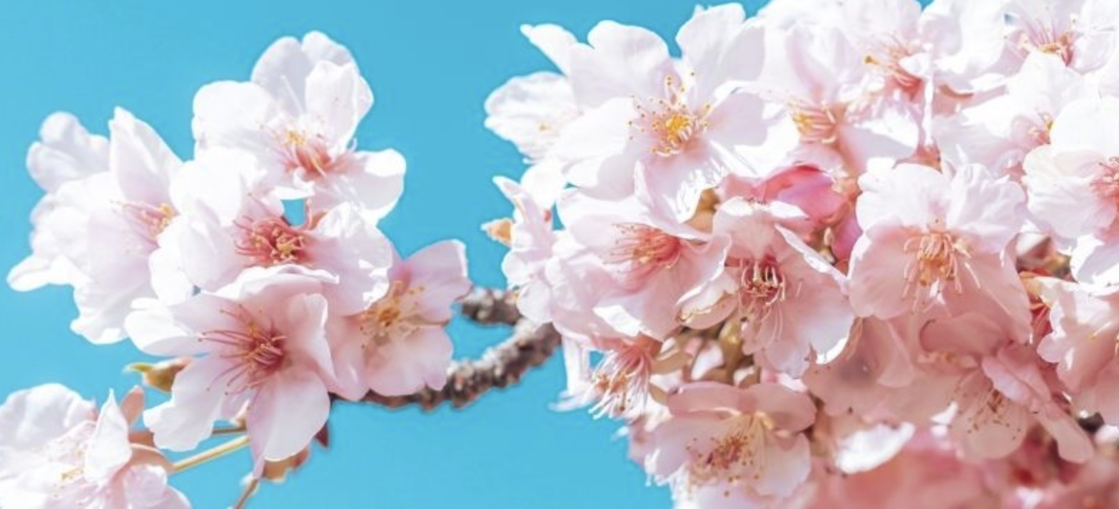 The cherry blossom forecast is out and we're excited!