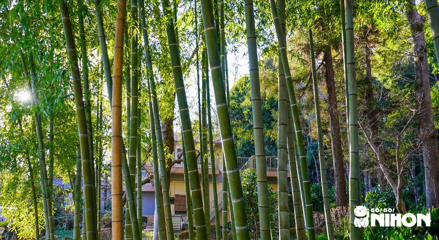 A bamboo forest in Japan