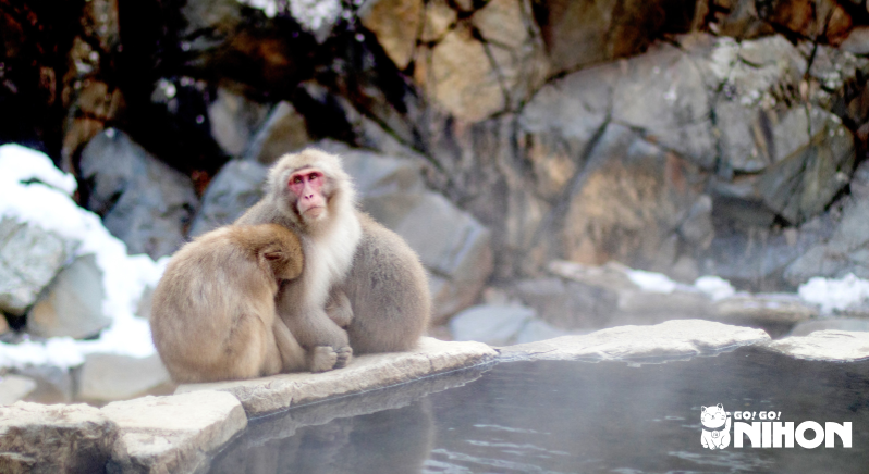 Monos de nieve en Nagano