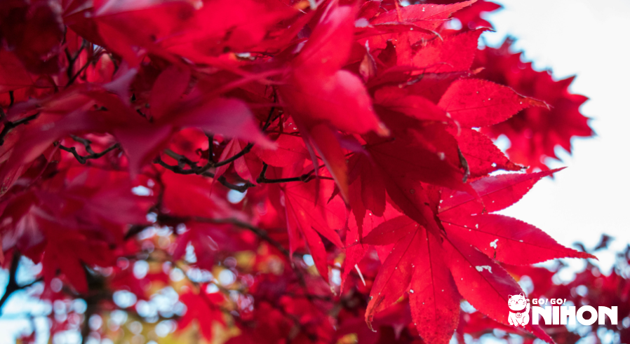 group of red momiji leaves