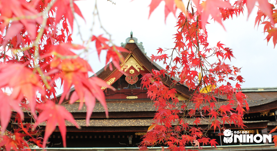 foglie di acero giapponese rosse davanti a un tempio