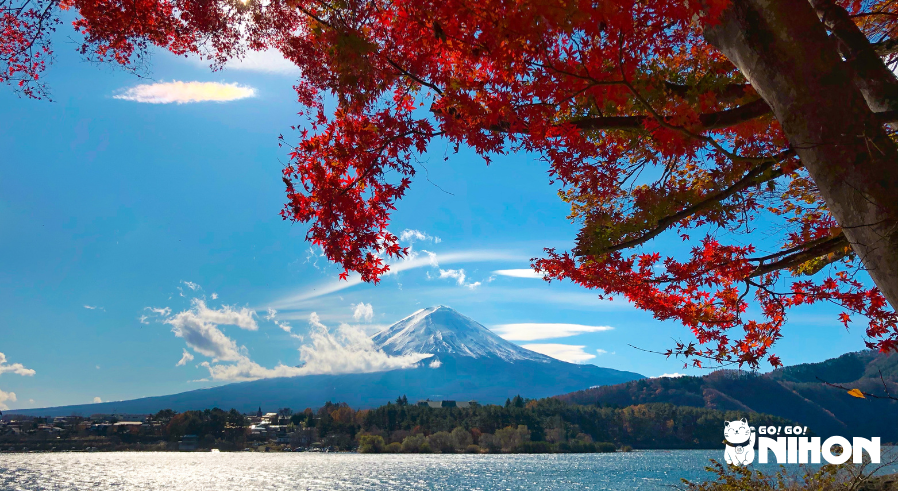 monte Fuji che si vede sotto un albero di acero rosso giapponese