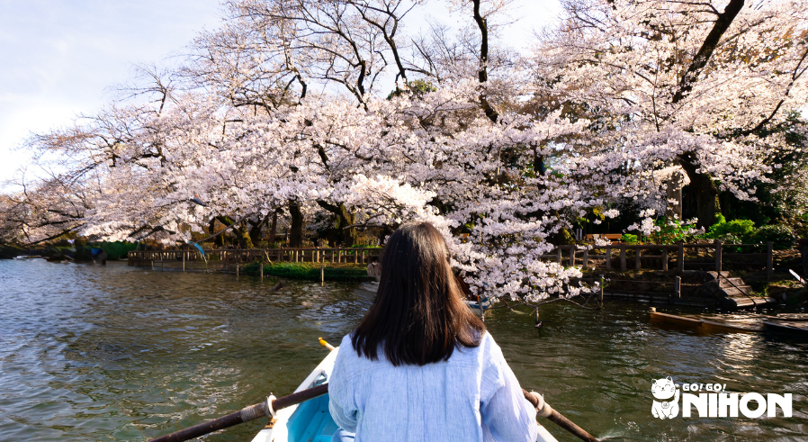 person in boat during sakura season