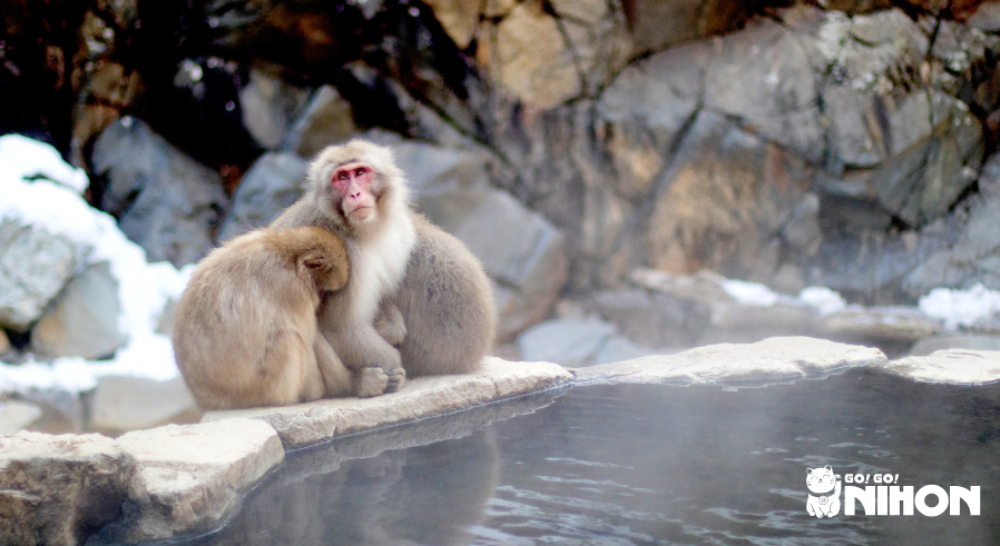 snow monkeys at an outdoor onsen