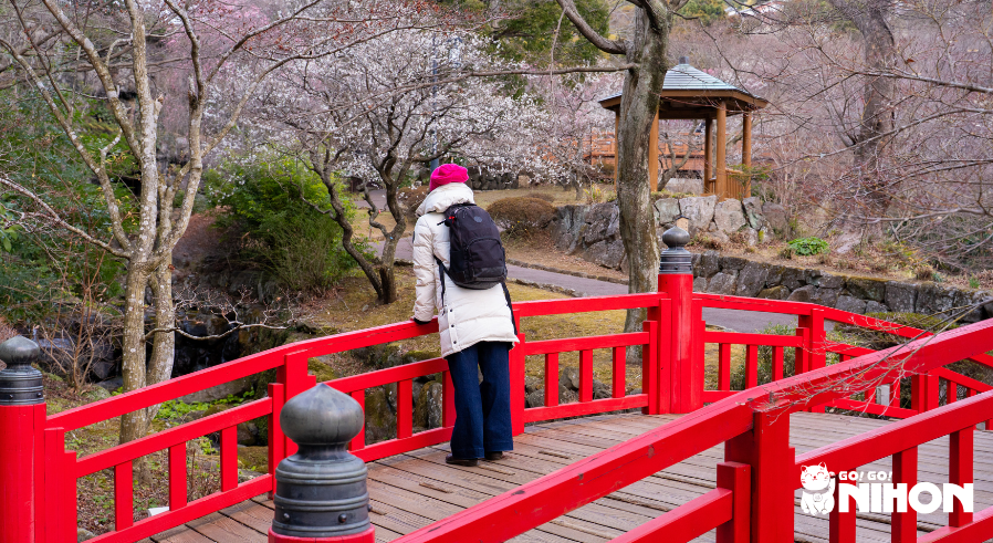 Person looking at plum blossoms from a red Japanese bridge
