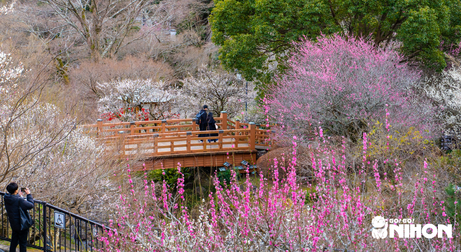 View of the plum blossom trees at Atami Baien