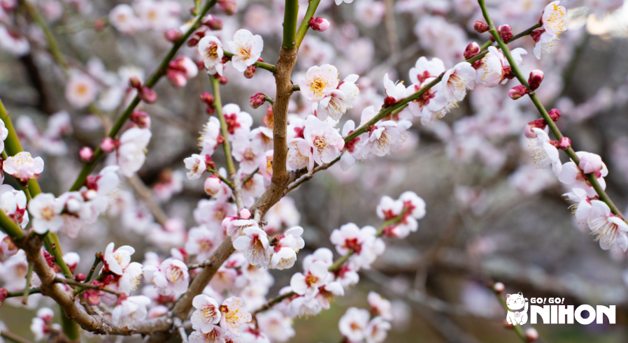 Close-up shot of white plum blossoms on branches