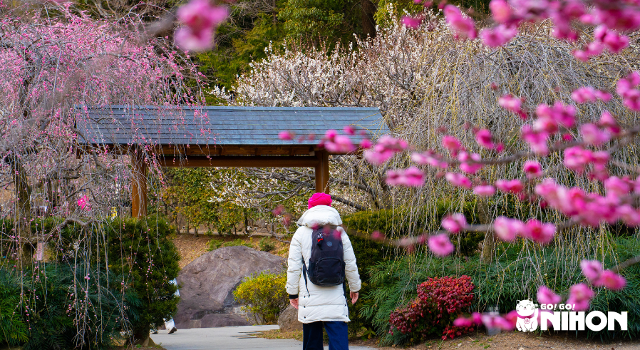 Person walking to a gate in a plum blossom garden