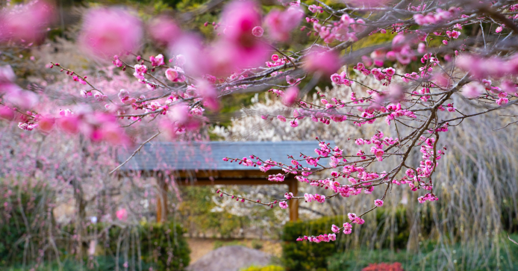 plum blossoms at a plum blossom garden