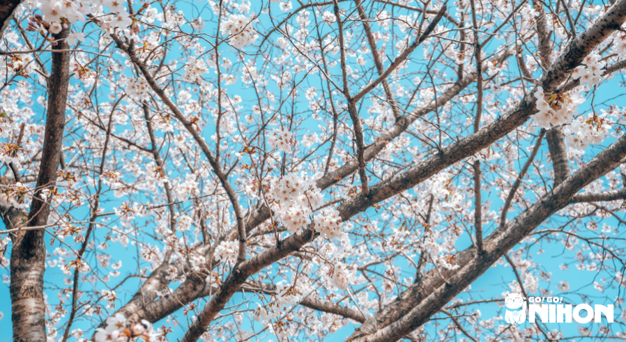 white sakura on branches over a blue sky