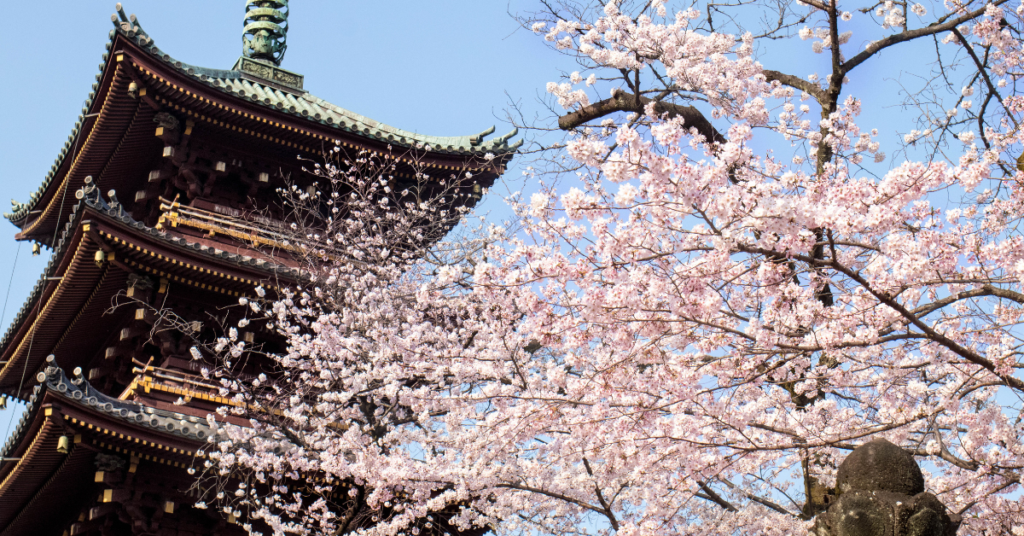 sakura on tree branches in front of pagoda